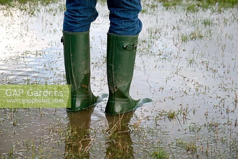 Homme portant des bottes Wellington et debout dans un champ inondé, mars.