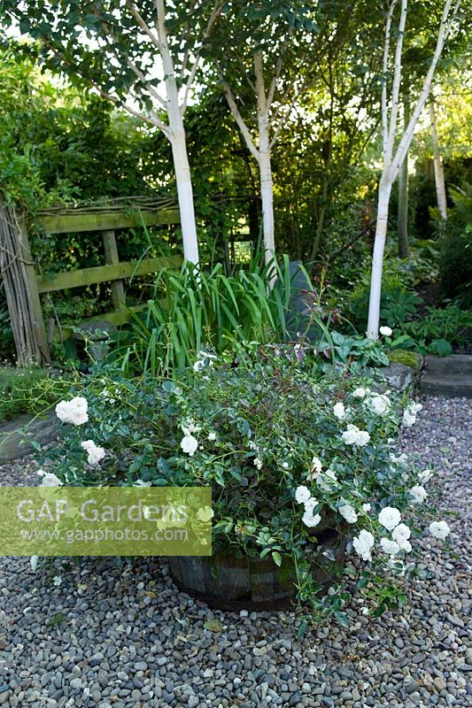 Jardinière de roses blanches en fût de chêne avec bouleaux blancs, août.
