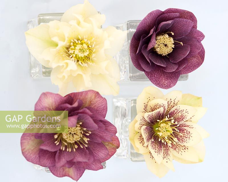 Helleborus cv ' s, Hillier Garden Hybrids - Double jaune, Rose double, Jaune tacheté, Rose double, mars.