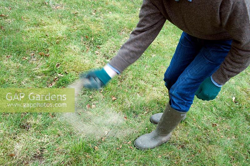 Jardinier en train de jeter les mauvaises herbes sur la pelouse et de nourrir les granulés à la main, avril.
