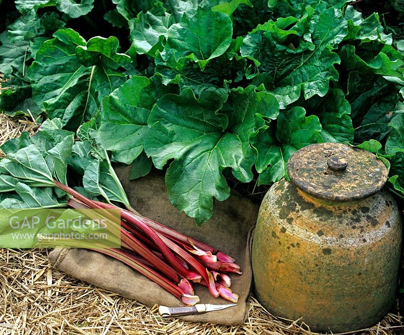 Rhubarbe nouvellement coupée sur un sac en toile de jute à côté du pot