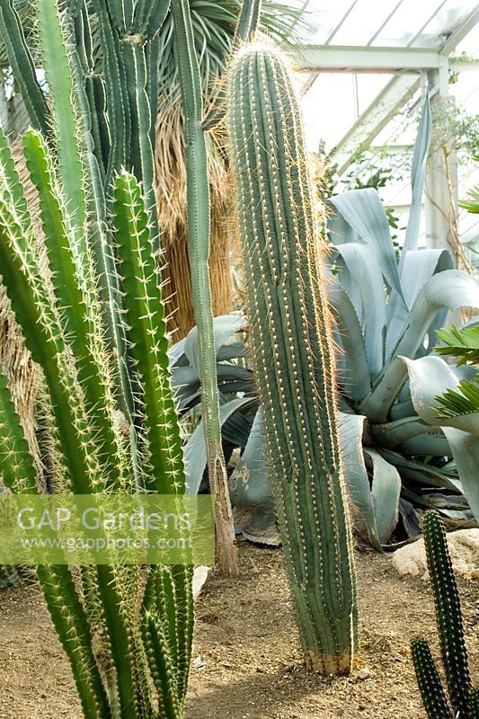 Echinopsis terscheckii, auparavant Trichocereus terscheckii - Cardon grande cactus ou Argentine saguaro.