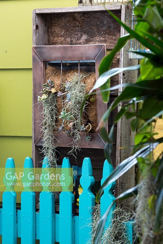 Cadre photo en bois recyclé monté sur un mur rempli de fibre de noix de coco et planté de plantes succulentes et de Tillandsia usenoides, mousse espagnole, devant une porte de piquetage en bois bleu aqua.