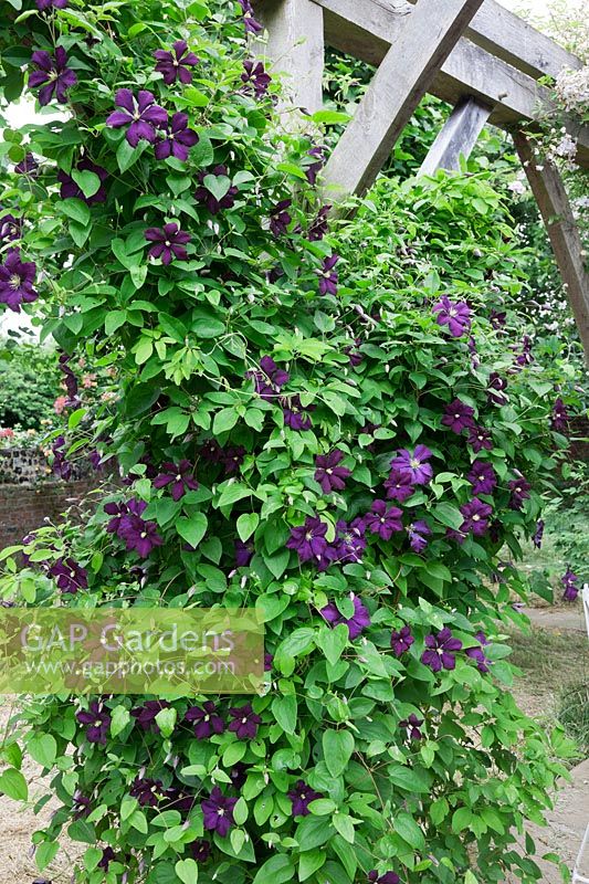 Pergola grimpante Clematis 'Etoile Violette' en chêne.