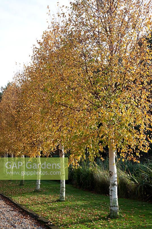 Rangée de feuilles d'or Betula ermanii - Bouleau - bordent l'allée en automne.