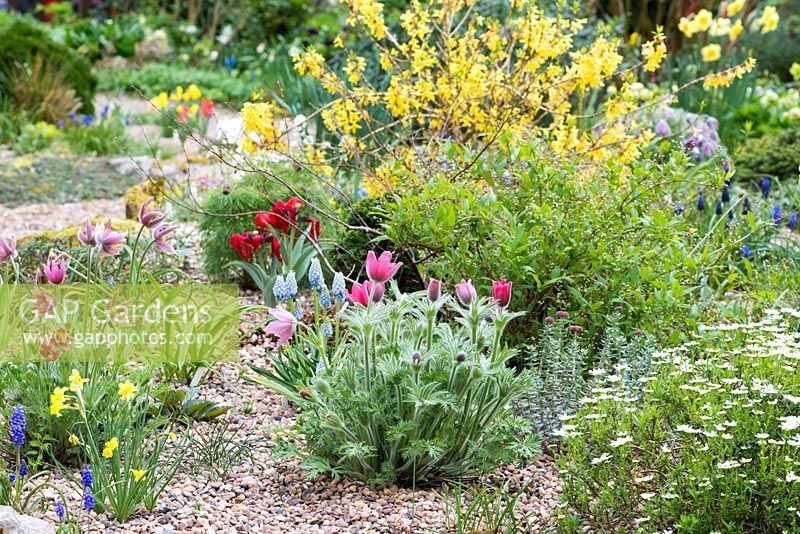 Un jardin de gravier planté de bulbes et de plantes à fleurs de printemps, dont des muscari, des jonquilles miniatures, des tulipes naines, des fleurs de pasque et du forsythia.