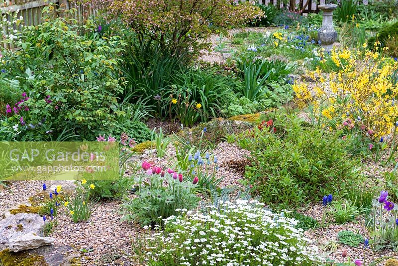 Un jardin de gravier planté de bulbes et de plantes à fleurs printanières, dont des muscari, des dafodils miniatures, des tulipes naines, des fleurs de pasque et du forsythia.