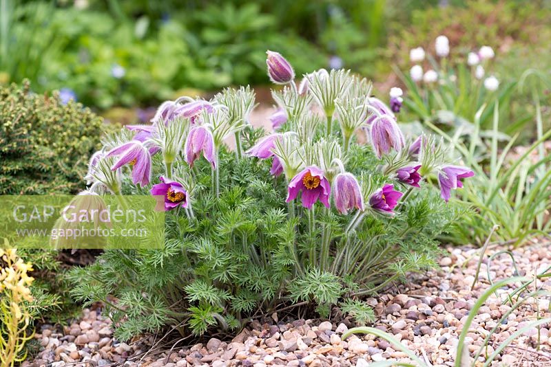 Pulsatilla vulgaris, fleur de pasque, touffe formant une vivace à fleurs velues en forme de cloche.