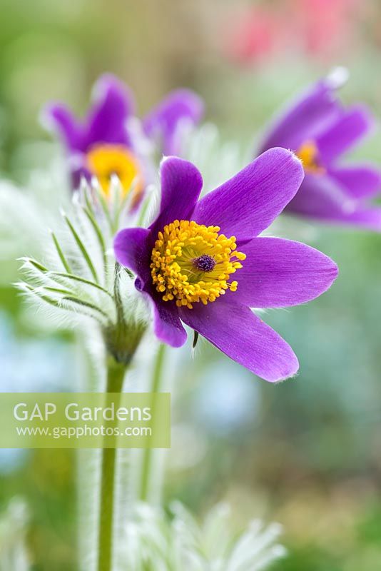 Pulsatilla vulgaris, pasqueflower, une touffe en formation, floraison vivace à feuilles caduques - avril