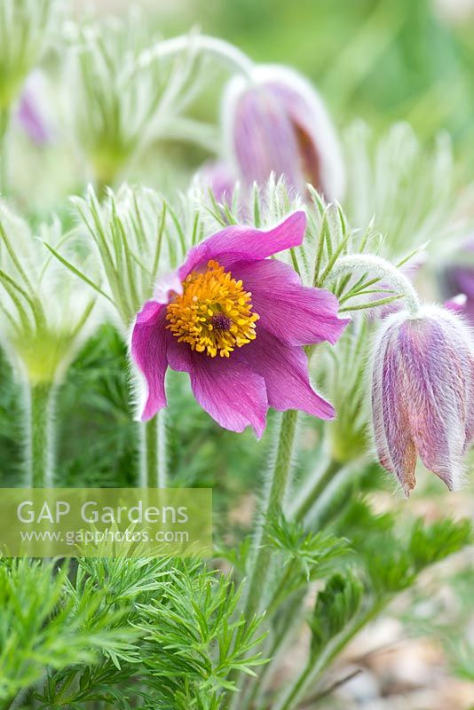 Pulsatilla vulgaris fleur rose, pasqueflower, une touffe en formation, floraison vivace à feuilles caduques - avril