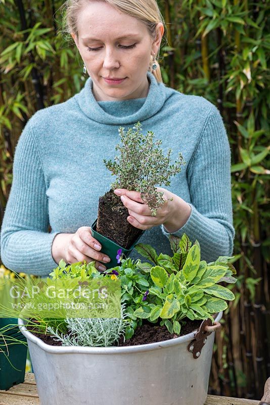 Enfin, plantez du thym panaché pour dégringoler sur le bord - Plantation de conserve avec des herbes