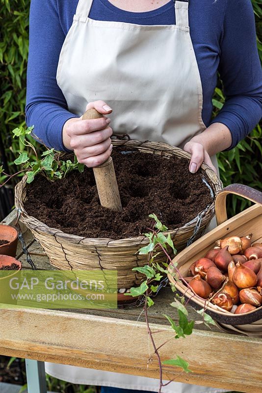Faire des bulbes de 10 cm de profondeur pour planter des trous dans du compost compact - Planter un panier suspendu à tulipes en automne