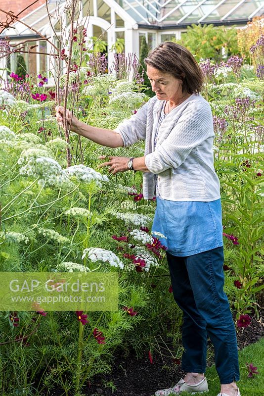 Sally Renwick, en insérant des bâtonnets de pois pour soutenir Ammi majus, Bishop's Flower, une dentelle annuelle qu'elle cultive à partir de graines