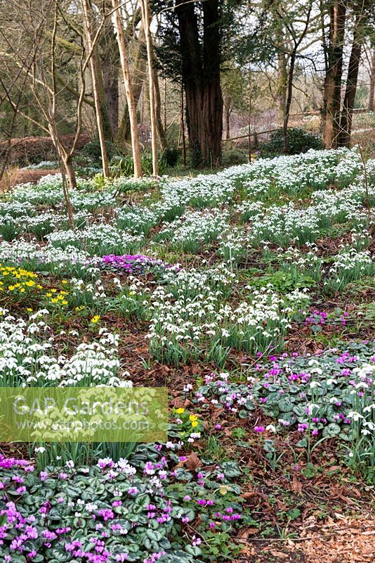 Au Colesbourne Park, une clairière boisée est plantée de nombreux cultivars de perce-neige différents, de Cyclamen coum et d'aconites.
