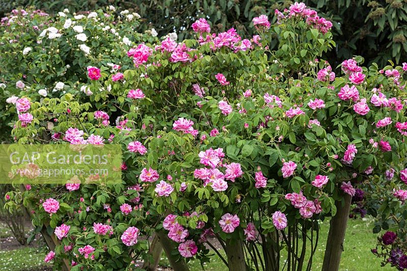 Rosa 'Rosa Mundi' une vieille rose Gallica bicolore saisissante avec des fleurs parfumées, rayées de blanc et cramoisi
