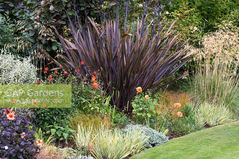 Phormium tenax 'Purpureum', le lin de Nouvelle-Zélande, crée un drame en parterre de fleurs d'automne avec des dahlias et des herbes.