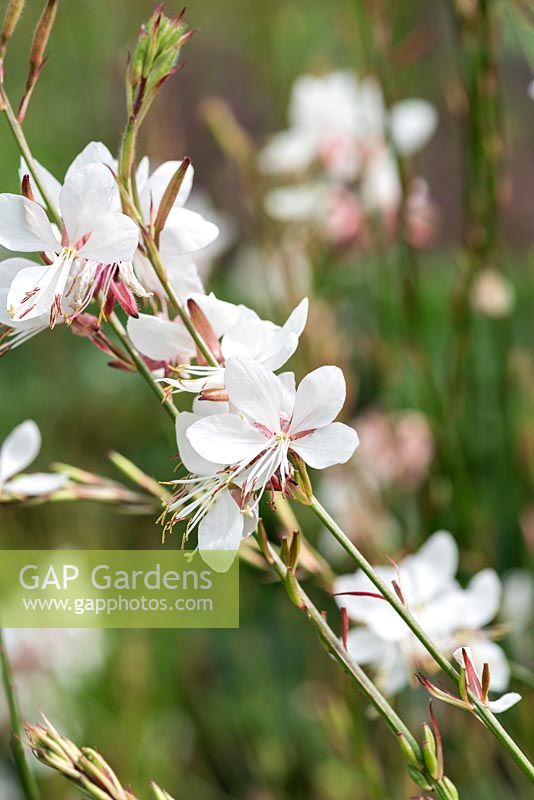 Gaura lindheimeri, une plante herbacée vivace à fleurs clairsemées en forme de beurre à partir de juillet