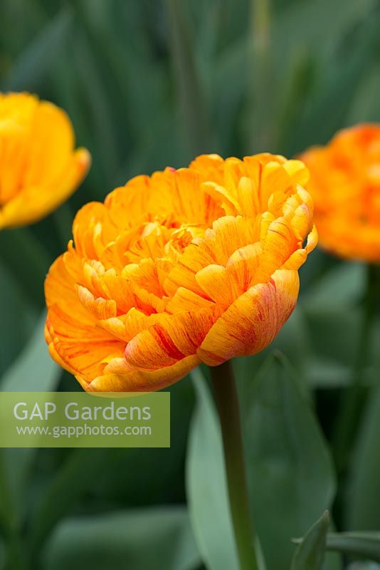 Tulipa 'Sunlover', une double tulipe orange qui fleurit en avril.