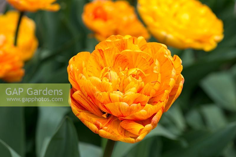Tulipa 'Sunlover', une double tulipe orange qui fleurit en avril.