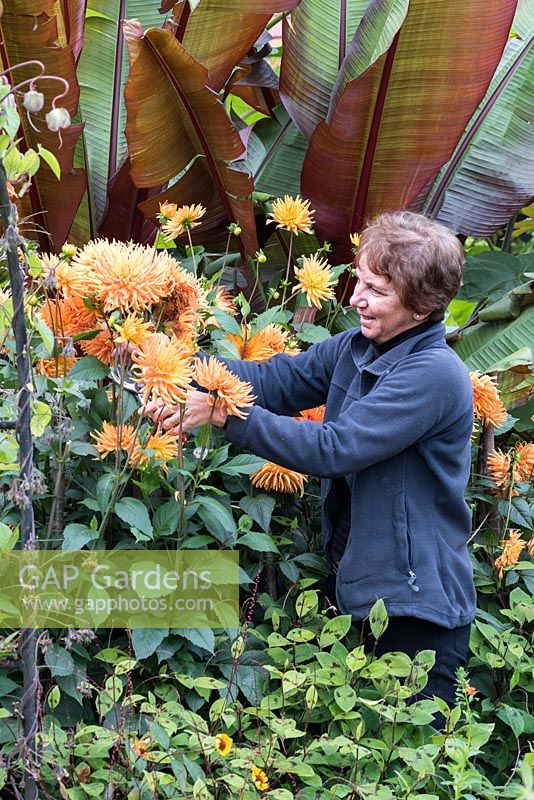 Philippa Burrough deadheads Dahlia 'Ludwig Helfert' dans son jardin de style tropical