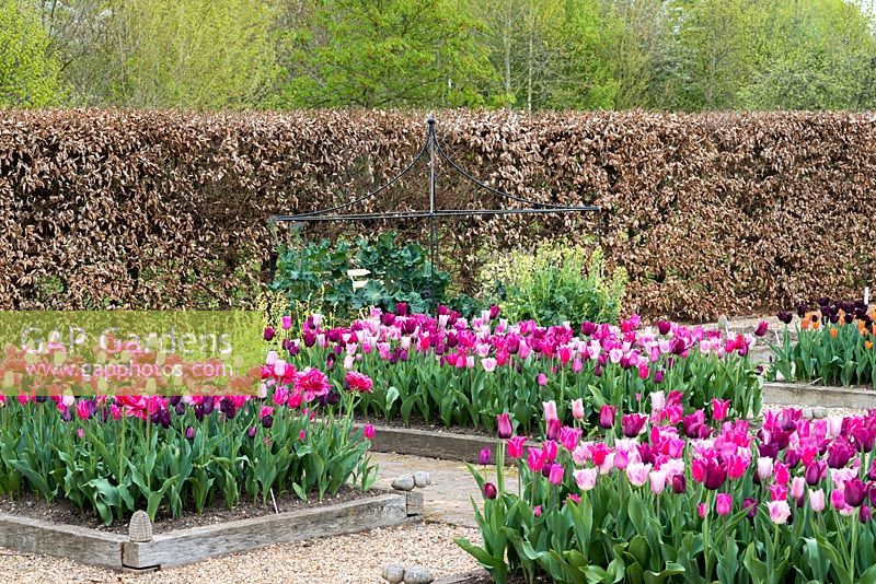 Un jardin de printemps avec des parterres de tulipes 'Merlot', Pretty Love ',' Huis Ten Bosch 'et' Mistress Grey '. Un autre parterre de fleurs est planté de 'Chato', Rosalie ',' Recreado ', Paul Scherer', Bourgogne 'et' Pretty Love '.