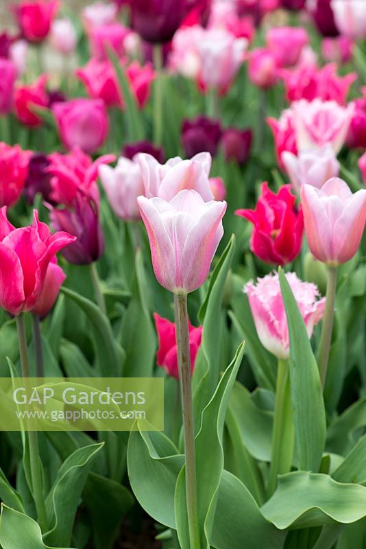 Tulipa 'Mistress Grey', une tulipe Triumph rose fumé - avril