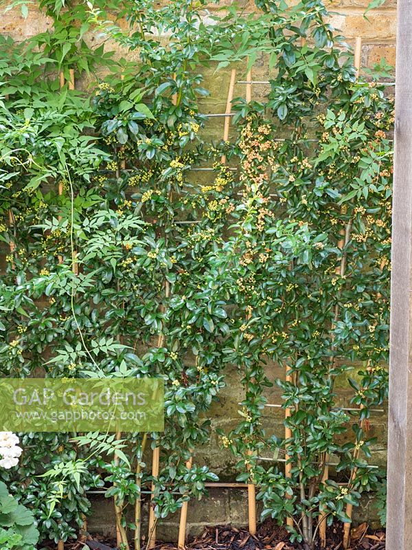 Pyracantha angustifolia ou épinette à feuilles étroites formée contre le mur.