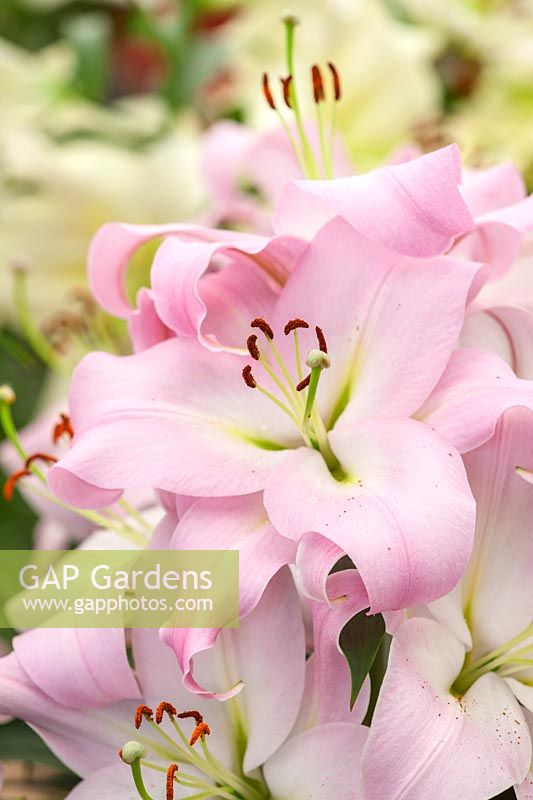 Lily - Lilium pink mist - oriental et trompette, avril.