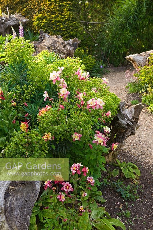 Euphorbias et Aquilegias, le Stumpery, le jardin Collector Earls, Château d'Arundel, West Sussex, mai