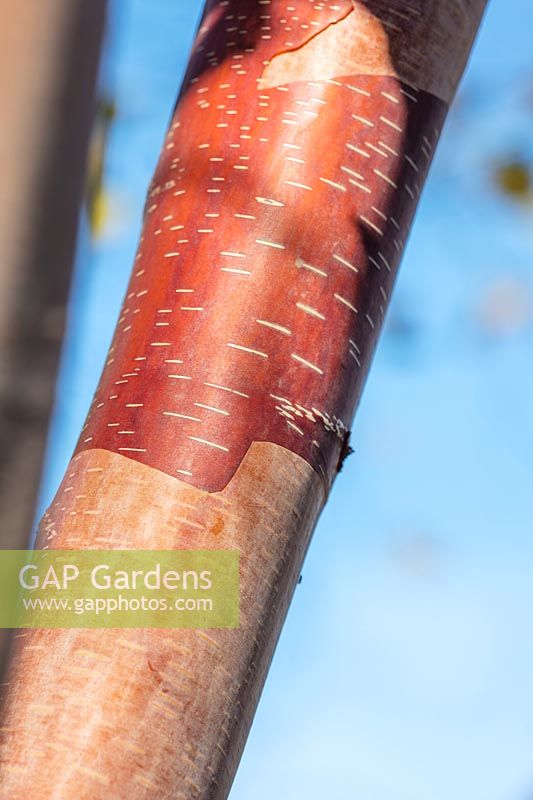 Betula albosinensis 'China Ruby '.