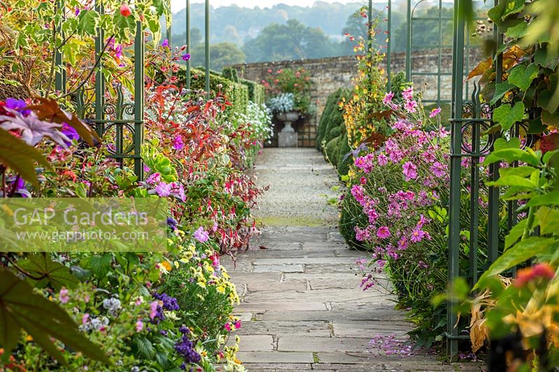 Pots contre un mur planté d'exotiques - Fuchsia 'Obergartner koch', Tibouchina et Ricinus - Bourton House Garden, Gloucestershire
