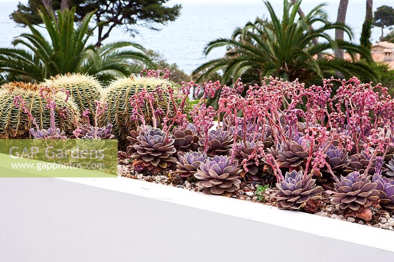 Jardin de cactus, Cap d ' Antibes, mai.