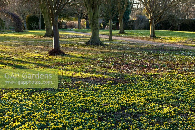 Aconites, Eranthis hyemalis en hiver, Chippenham Park, Cambridgeshire.