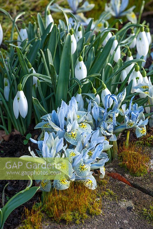 Galanthus 'Bill Bishop' et Iris 'Katherine' hodgkin, Colesbourne park, Gloucestershire, février.