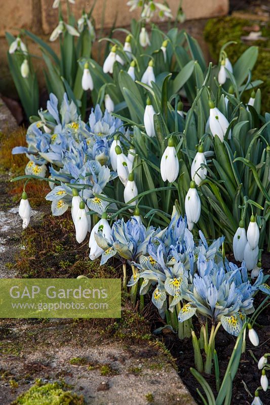 Galanthus 'Bill Bishop' et Iris 'Katherine' hodgkin, Colesbourne park, Gloucestershire, février.