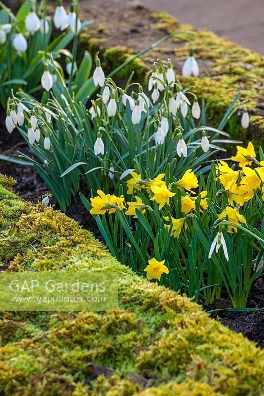Galanthus 'Blonde Inge' et Narcissus navarre, Colesbourne park, Gloucestershire, février.