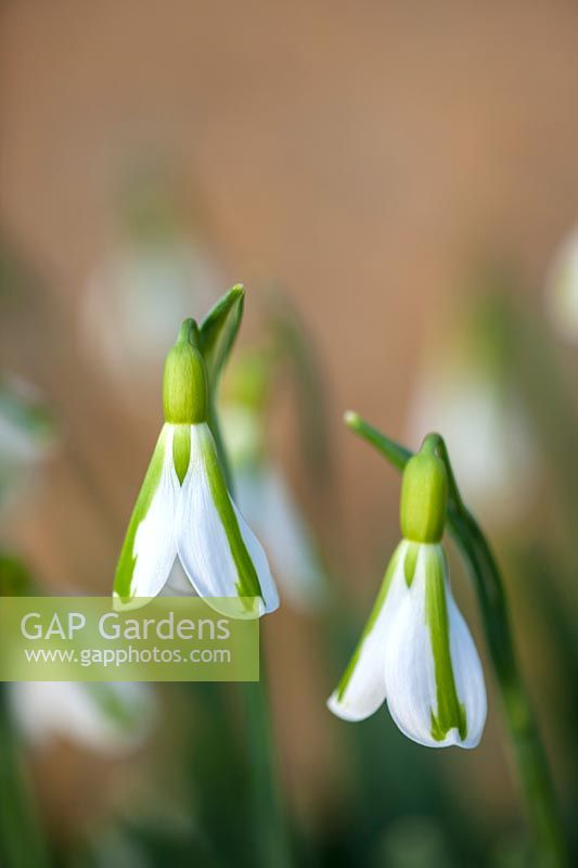 Galanthus 'South Hayes', Gloucestershire, février.