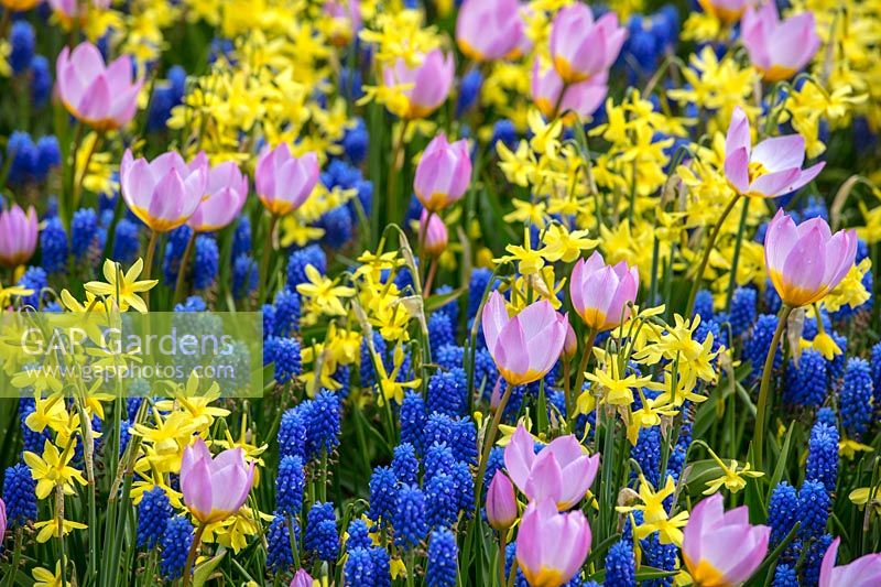 Tulipes, Muscari et Narcisse 'Hawera', Hollande, avril.