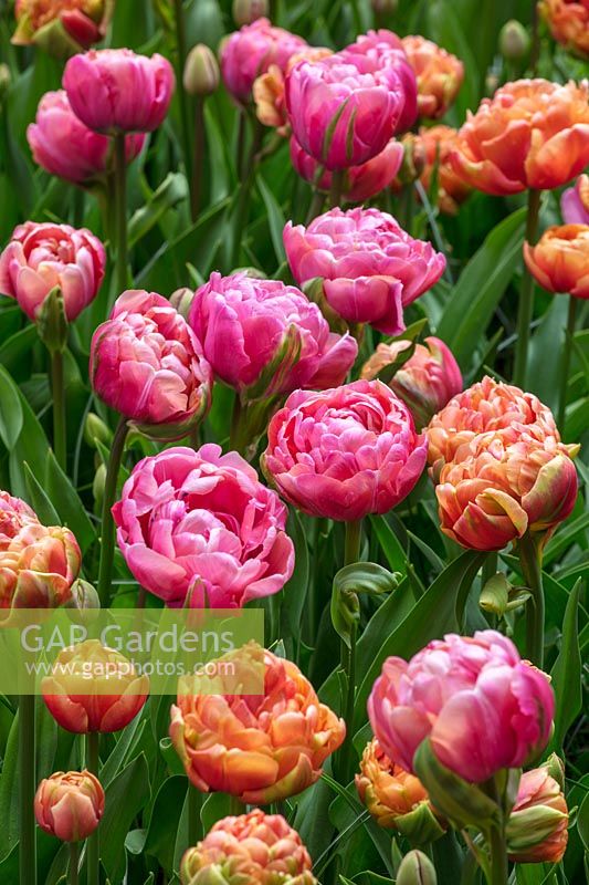 Tulipa 'Copper Image' et 'Amazing Grace'