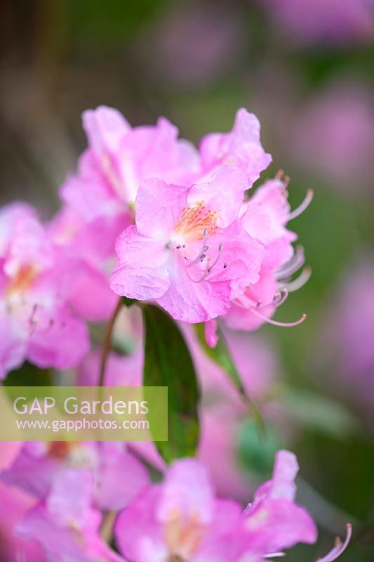Rhododendron aéré fée, mars.