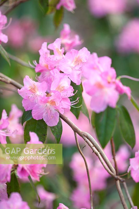 Rhododendron aéré fée, mars.