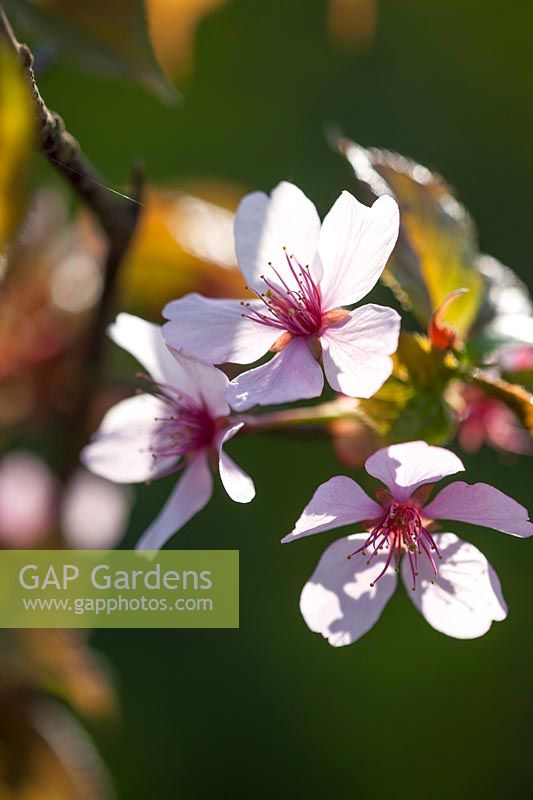 Fleur de cerisier - Prunus sargentii 'Columnaris', avril.