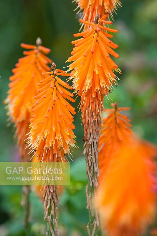 Kniphofia 'Firefly' - Red hot pokers, septembre.