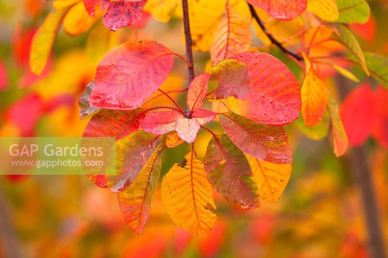 Feuilles d'automne de Cotinus 'Grace', RHS Wisley, Surrey