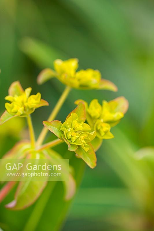 Fleurs d'Euphorbia oblongata