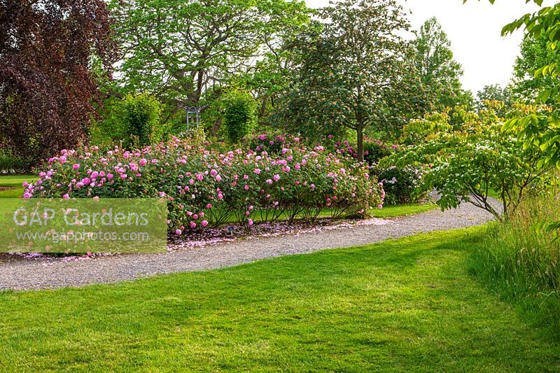 Jardin de roses de Bowes Lyon - David Austin Rosa 'Skylark' - Ausimple, - RHS Wisley, Surrey