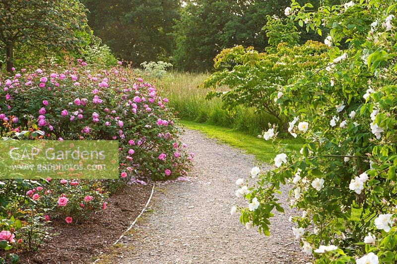 Chemin de gravier dans la roseraie de Bowes Lyon - David austin Rosa 'Skylark' - Ausimple, - RHS Wisley, Surrey