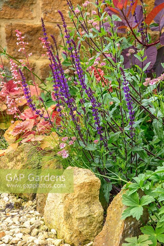 Salvia nemerosa 'Caradonna' et Heuchera 'Pink Pearls'