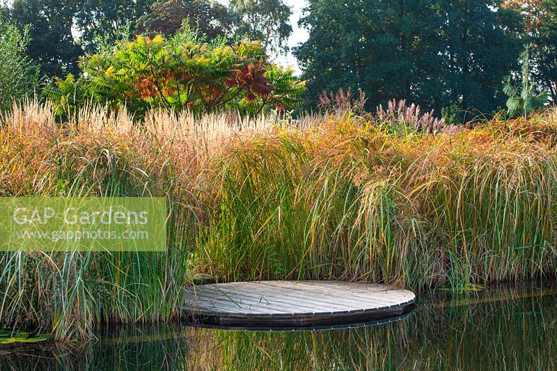 Jardin d'eau - Étang de baignade naturel - Vue sur l'étang et la terrasse en bois - Cyperus longus et Rhus typhina