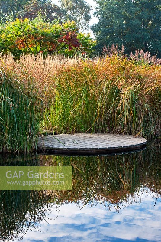 Jardin d'eau - Étang de baignade naturel - Vue sur l'étang et la terrasse en bois - Cyperus longus et Rhus typhina